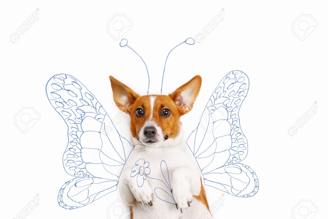 1300x866 Jack Russell Terrier With Drawing Butterfly Wings And Flower