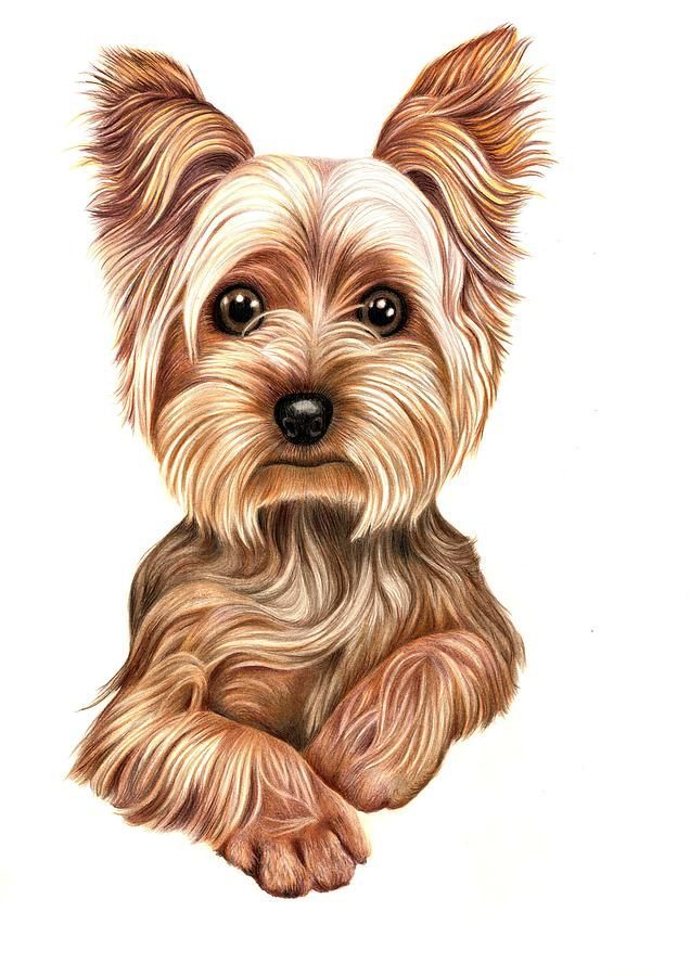 636x900 Tap For Those Doggy Lover Products