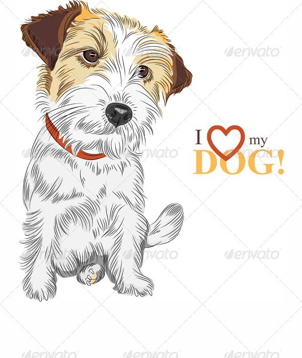 590x700 Vector Sketch Dog Jack Russell Terrier Breed Terrier Breeds