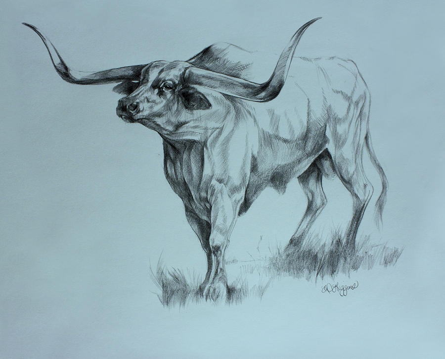 900x725 Texas Longhorn Drawing By Derrick Higgins