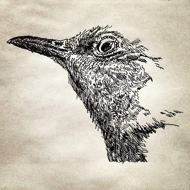 612x612 Texas State Bird Drawing In Progress