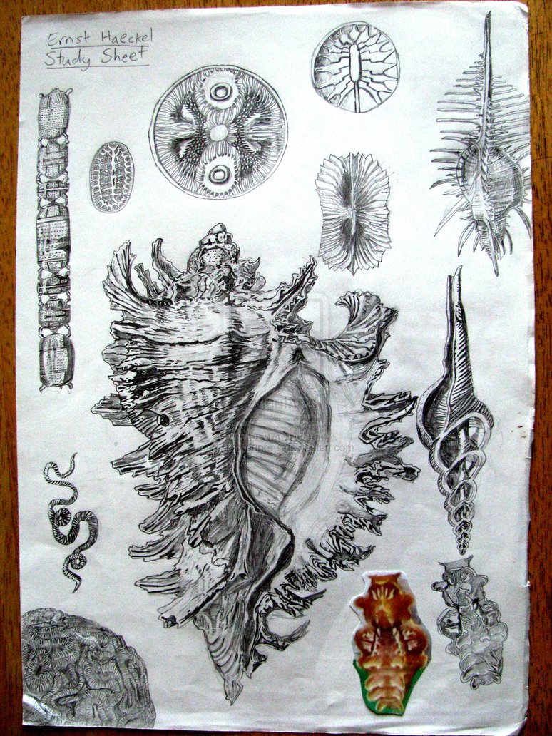 774x1032 Observational Sketching Sketch Book Pages Texture