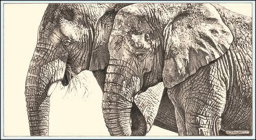 500x273 Trunks And Texture'