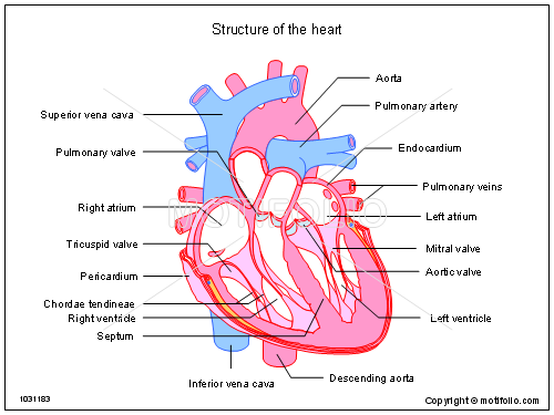 500x375 Structure Of The Heart Illustrations