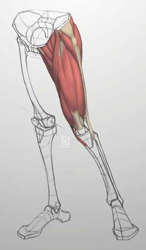 498x850 428 Best Anatomy Images On Figure Drawing, Anatomy