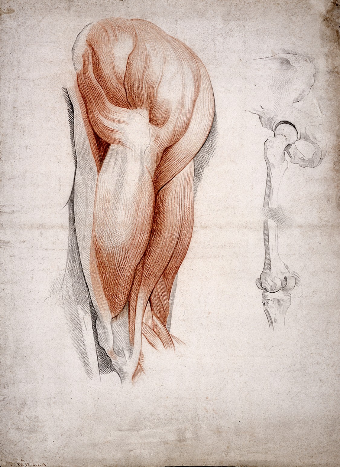 1125x1543 Filethe Bones And Muscles Of The Hip And Thigh. Drawing, 1841