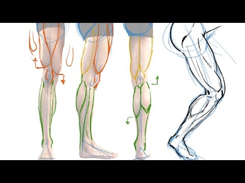 480x360 How To Draw The Muscles Of The Leg