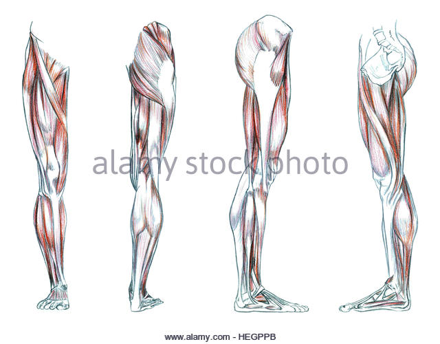 640x500 Lower Leg Muscles Cut Out Stock Images Amp Pictures
