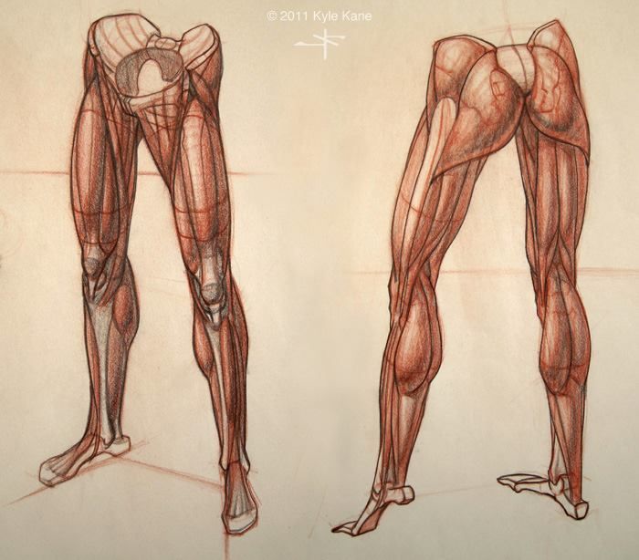 700x614 Human Anatomy Legs 79 Best Drawing References Anatomy The Leg