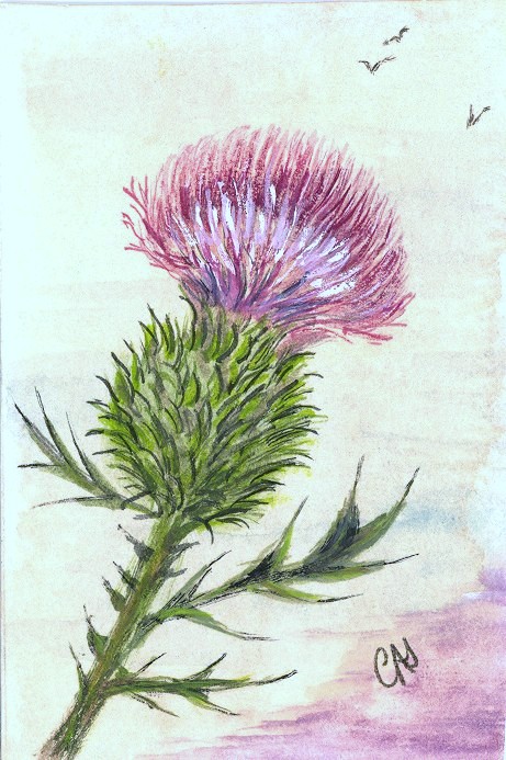 Thistle Drawing at GetDrawings | Free download