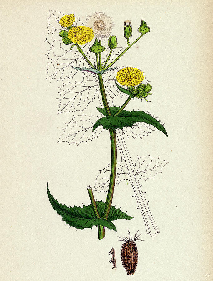 682x900 Sonchus Oleraceus Smooth Sow Thistle Drawing By English School