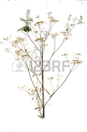 298x450 Thorn Bush Stock Photos. Royalty Free Business Images