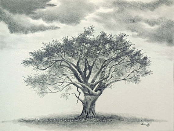 570x430 Whistling Thorn Acacia Tree Graphite Drawing