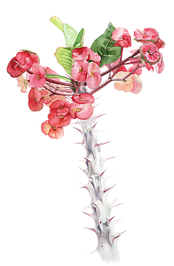 360x549 Crown Of Thorns, Flower Sketchbook Journal, How To Draw Flowers