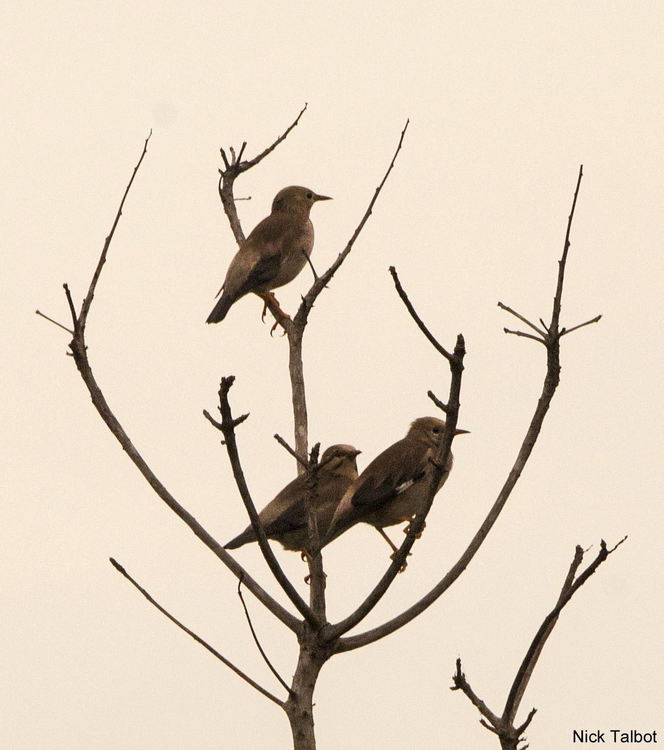 1302x1470 Vinous Breasted Myna (Acridotheres Leucocephalus) Three Birds