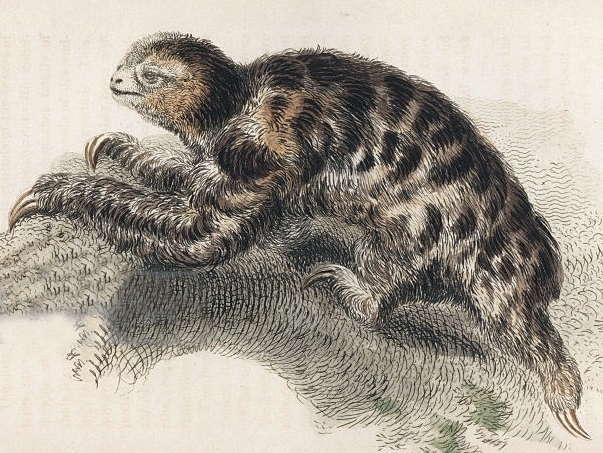 603x453 Pygmy Three Toed Sloth