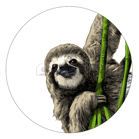 450x450 Sloth Stock Photos. Royalty Free Business Images