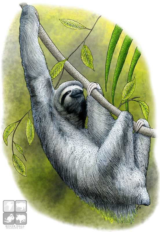 553x800 Three Toed Sloth Stock Art Illustration