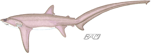 500x176 Biology Of The Bigeye Thresher