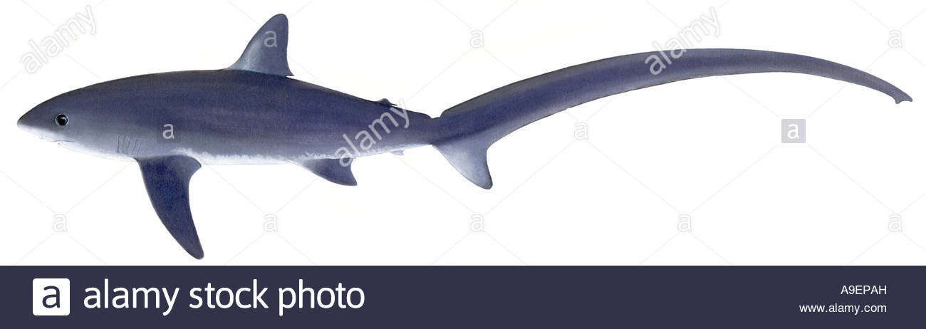 1300x462 Long Tailed Thresher Shark (Alopias Vulpinus), Drawing Stock Photo