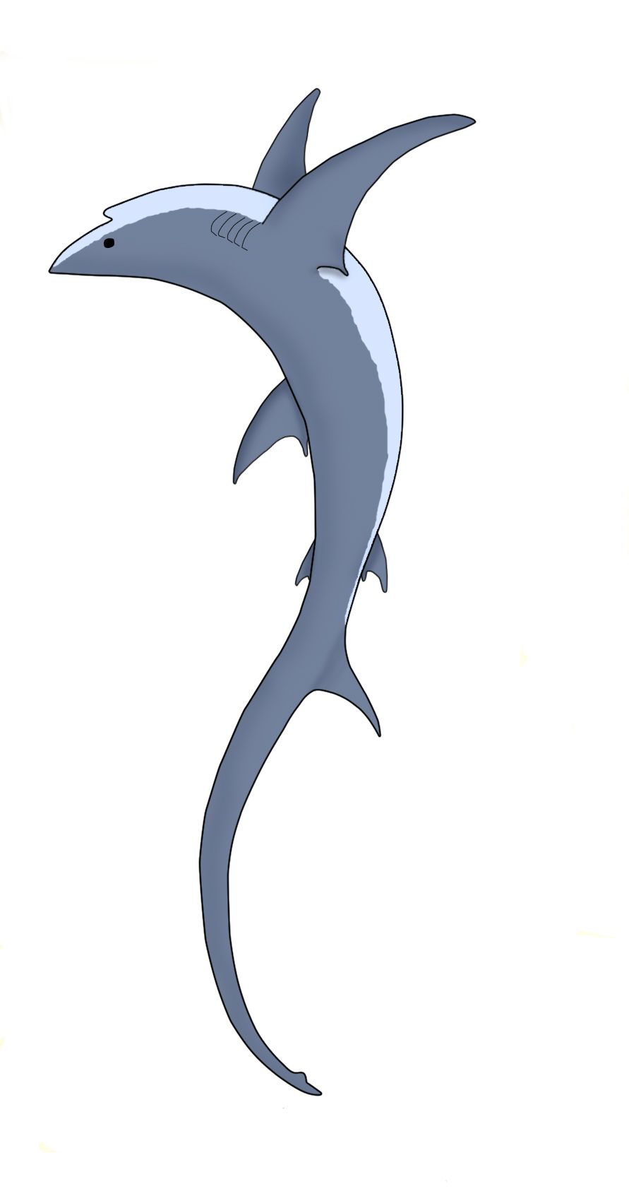 891x1700 Thresher Shark Design By Cerulean Serpent Animalnature Art
