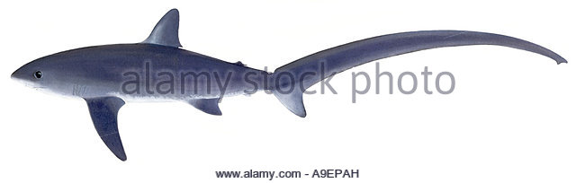 640x204 Thresher Shark Illustration Stock Photos Amp Thresher Shark