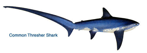 500x180 Thresher2.jpg