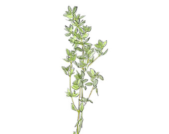 Thyme Drawing at GetDrawings | Free download