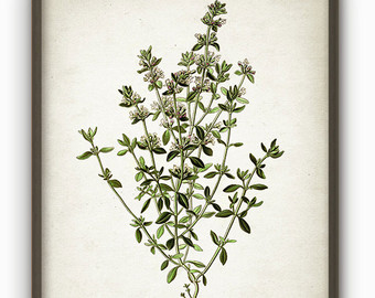 340x270 Thyme Poster Etsy