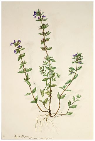 324x480 Lavender And Thyme Drawings