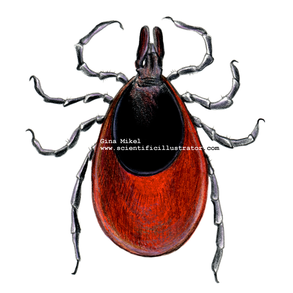 600x600 Deer Tick Illustration