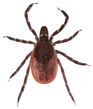 308x360 No Ticks With Lyme Disease Found In Peel This Year