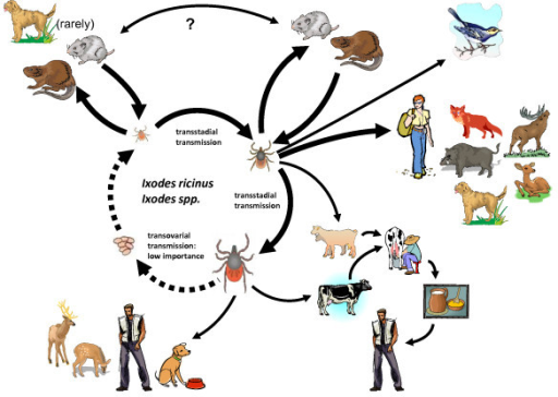 512x364 Schematic Drawing Of The Transmission Cycle Of Tick Bor Open I