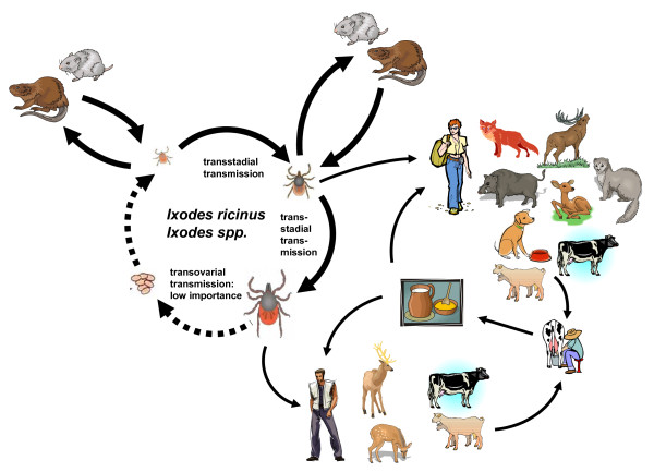 600x433 Schematic Drawing Of The Transmission Cycle Of Tick Borne