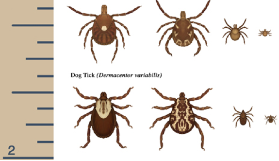 575x331 Tick Information