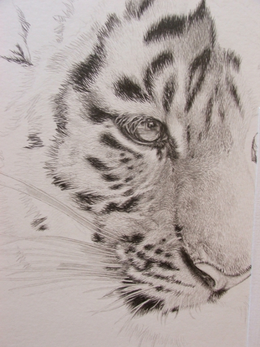 Tiger Cub Drawing at GetDrawings | Free download