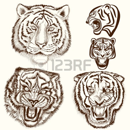 450x450 Tiger Drawing Stock Photos. Royalty Free Business Images