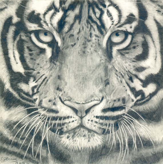 570x576 Tiger Face Black And White Realistic Pencil Drawing By Zarnaviart