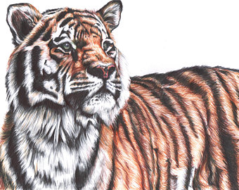 340x270 Tiger Drawing Etsy