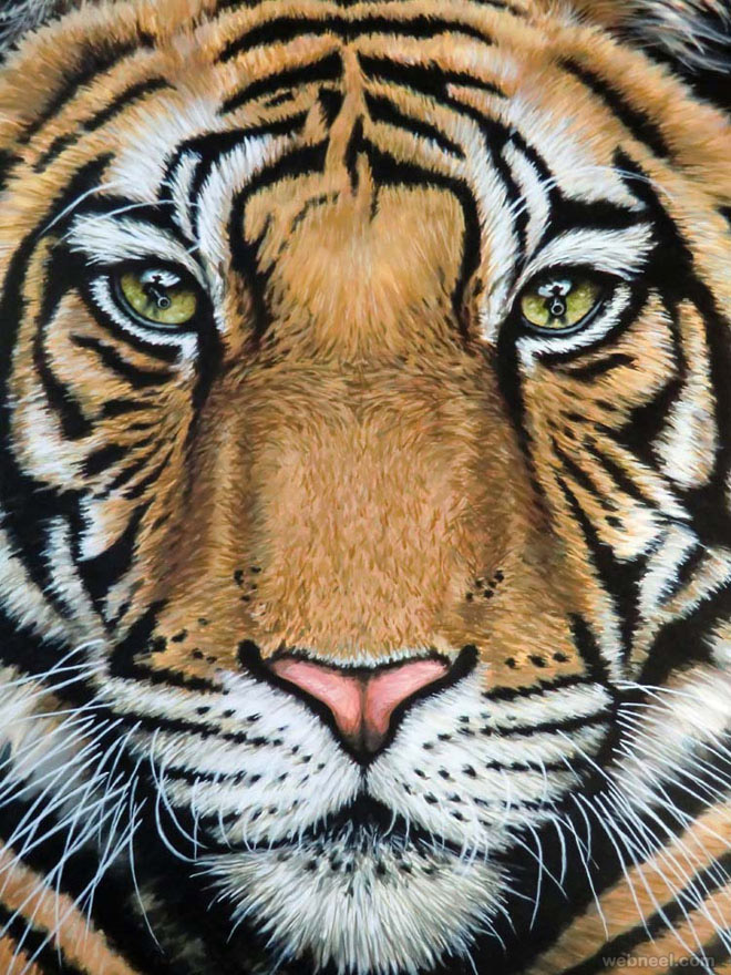 660x880 Animal Drawing Tiger Nicolezeug 12