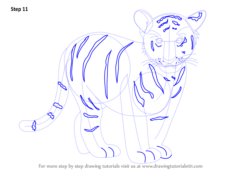 844x598 Learn How To Draw Tiger Cub (Zoo Animals) Step By Step Drawing