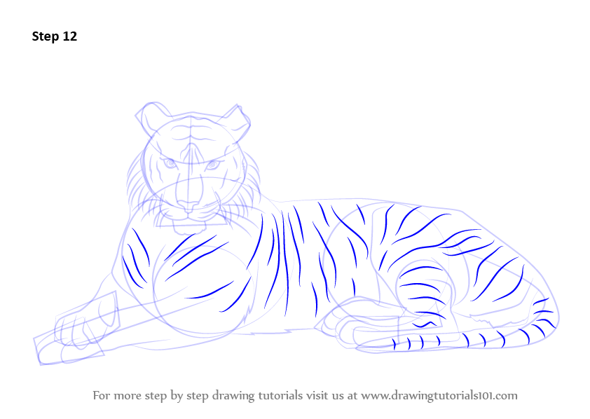 842x598 Learn How To Draw A Bengal Tiger (Wild Animals) Step By Step