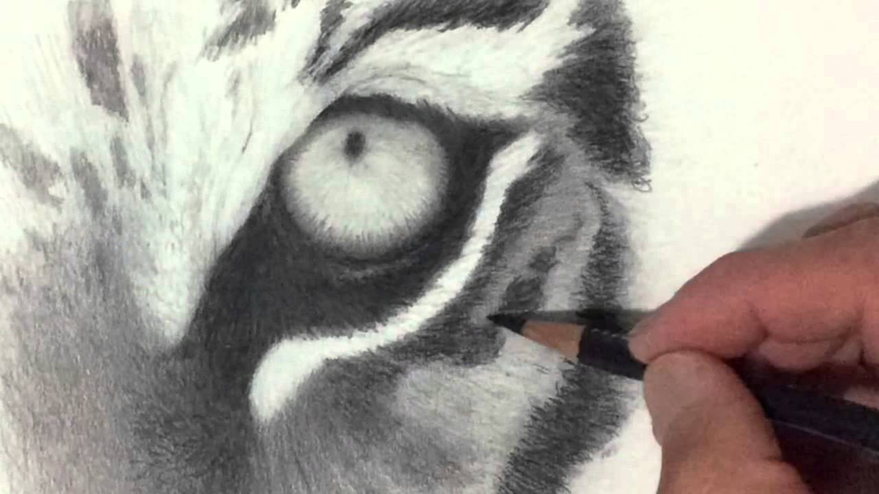 1280x720 Tiger Eye Realistic Drawing (Time Lapse)