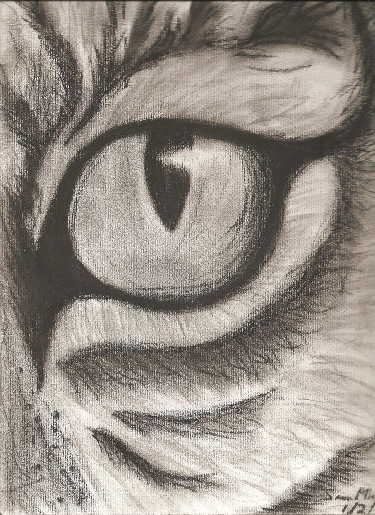 736x1011 Easy Animals Sketches Charcoal
