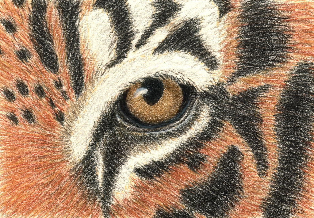 1024x711 Tiger's Eye Drawing I Did A Two Hour Art Workshop