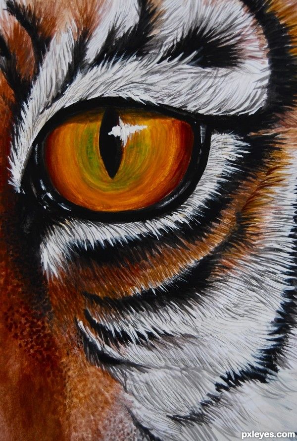 600x889 Photos Tiger Eyes Drawing,