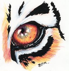 236x245 Tigers Eyes Drawn