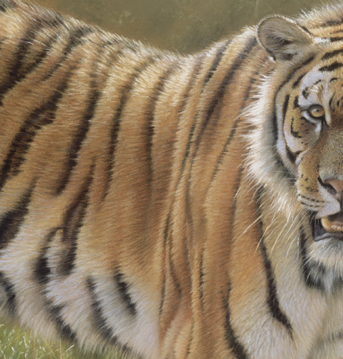500x523 Pastel Painting Tutorial Of A Tiger Step By Step