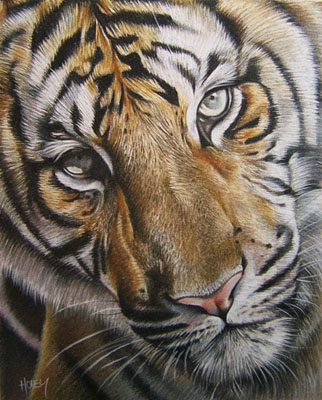 322x400 Tiger Face Wip