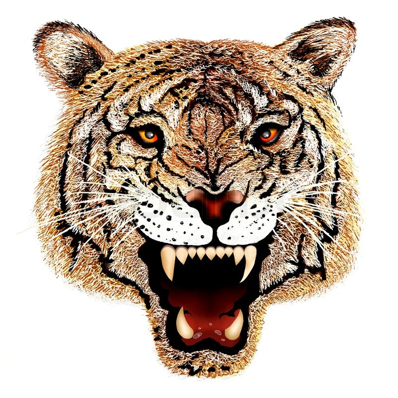 Tiger Head Drawing at GetDrawings | Free download